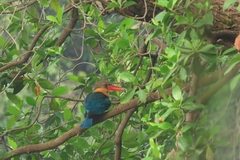 Pelargopsis capensis