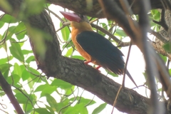 Pelargopsis capensis