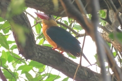 Pelargopsis capensis