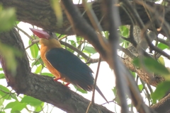 Pelargopsis capensis