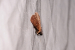 Sarobides inconclusa