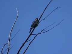 Merops viridis