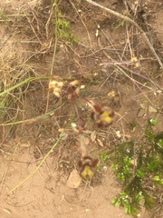 Moraea inconspicua