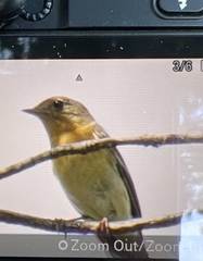 Ficedula mugimaki