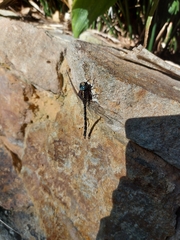 Austroaeschna parvistigma