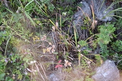 Hemerocallis middendorffii