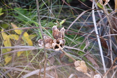 Hemerocallis middendorffii