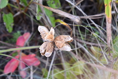 Hemerocallis middendorffii