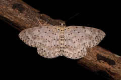 Percnia fumidaria