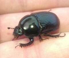 Geotrupes stercorarius