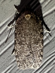 Agonopterix clemensella