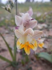 Freesia refracta
