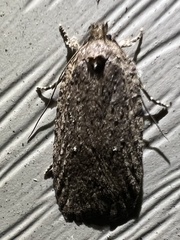Agonopterix clemensella