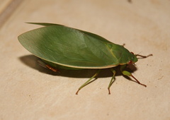 Cystosoma saundersii