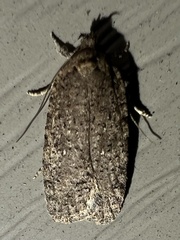 Agonopterix clemensella