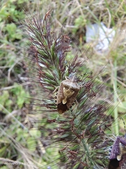 Dolycoris baccarum