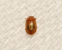 Corticariinae