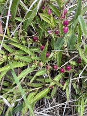 Eremophila debilis