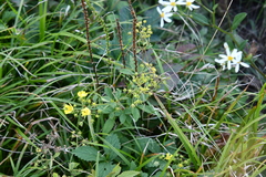 Potentilla cryptotaeniae