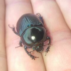Geotrupes stercorarius