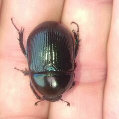 Geotrupes stercorarius