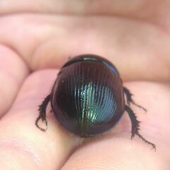 Geotrupes stercorarius