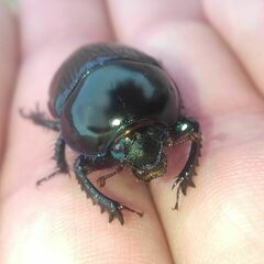 Geotrupes stercorarius