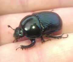 Geotrupes stercorarius