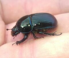Geotrupes stercorarius