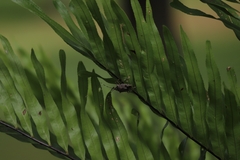 Austromalaya