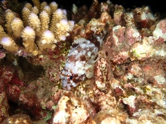 Scorpaenidae