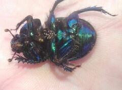 Geotrupes stercorarius