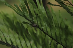 Austromalaya