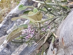 Carmichaelia astonii