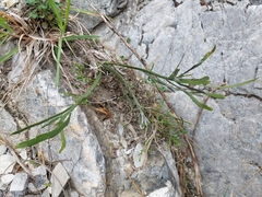 Carmichaelia astonii