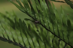 Austromalaya