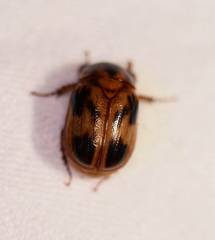 Cyclocephala signaticollis