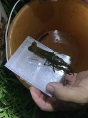 Procambarus virginalis