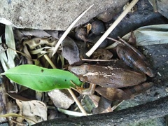 Rana longicrus