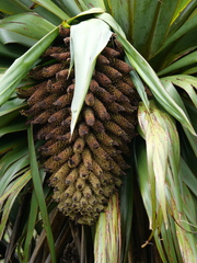 Cordyline indivisa