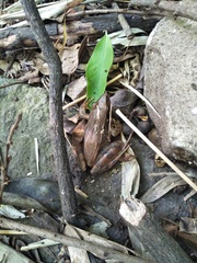 Rana longicrus