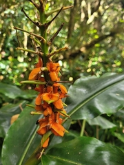 Hedychium
