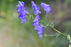 Aconitum kusnezoffii