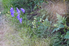 Aconitum kusnezoffii
