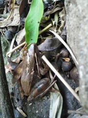 Rana longicrus