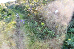Aconitum kusnezoffii