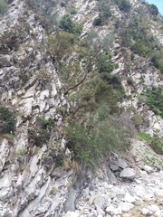 Carmichaelia glabrescens