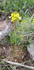 Erysimum nevadense collisparsum