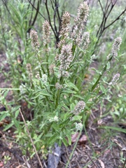 Pterocaulon redolens