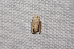 Strotihypera macroplaga